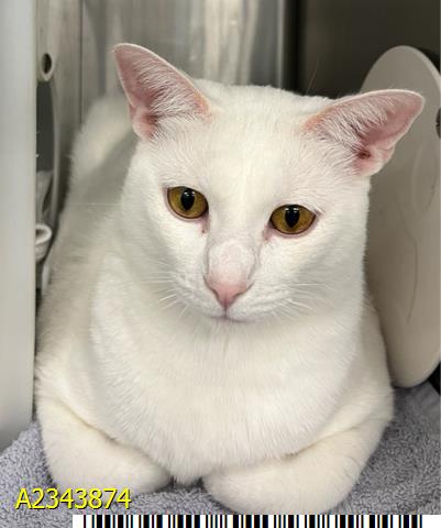 MONTY, a cat for adoption from Palm Beach County Animal Care and Control