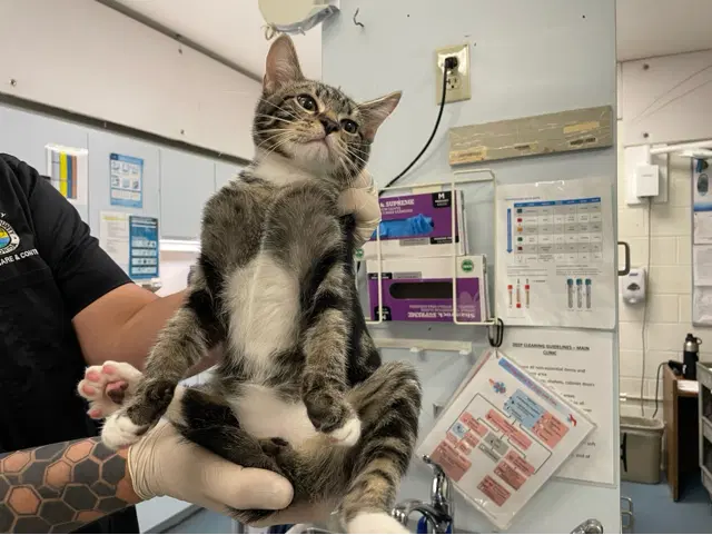Charles - Domestic Short Hair
