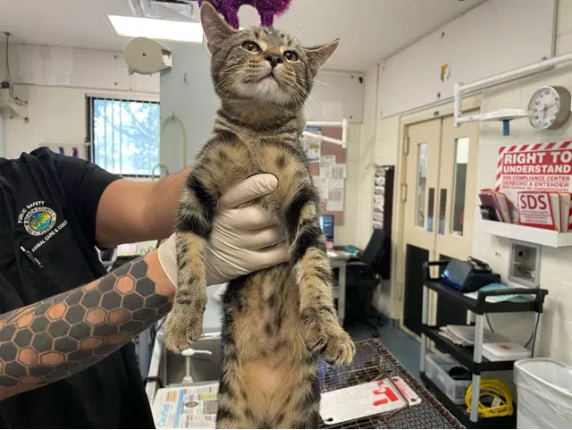 Xavier - Domestic Short Hair