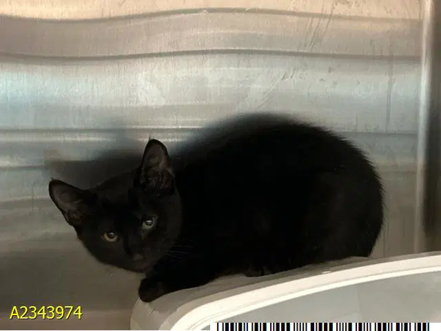 Ty - Domestic Short Hair