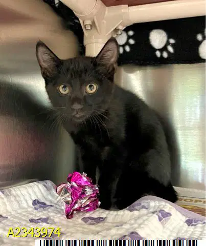 Ty - Domestic Short Hair