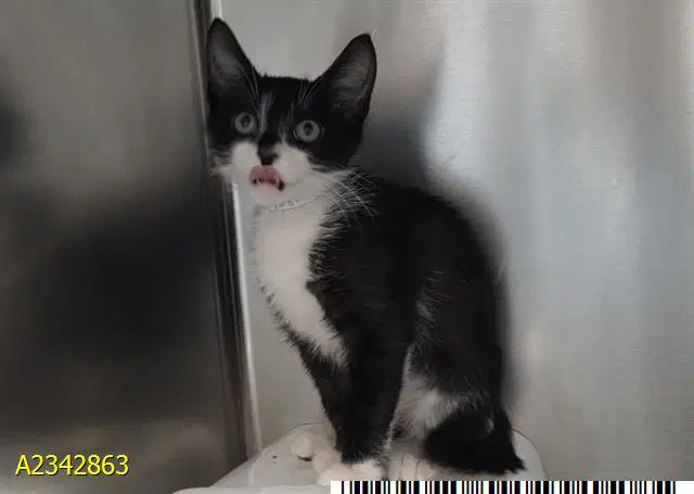 Sam - Domestic Short Hair