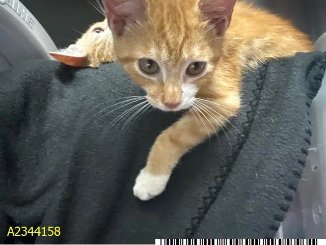 Nacho - Domestic Short Hair