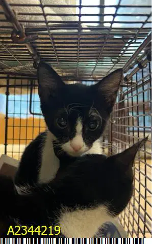 Pumba - Domestic Short Hair