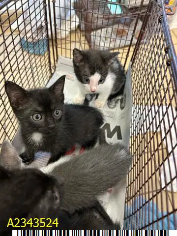 Toast - Domestic Short Hair