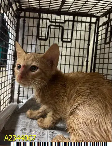 Morty - Domestic Short Hair