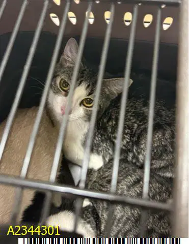 Gamora - Domestic Short Hair