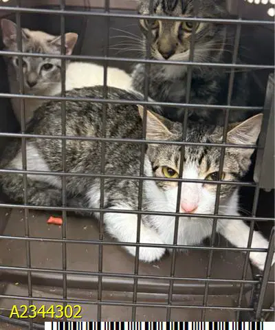 Nebula - Domestic Short Hair