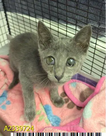 Thistle - Domestic Short Hair