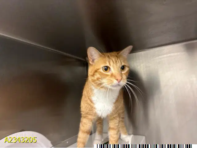 Mukdoos - Domestic Short Hair