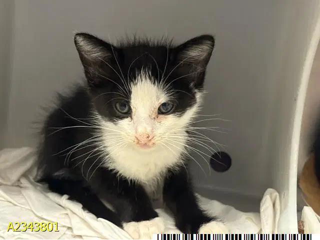 Bandit - Domestic Short Hair