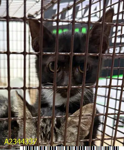 Veronica - Domestic Short Hair