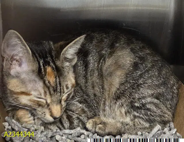 Miriam - Domestic Short Hair