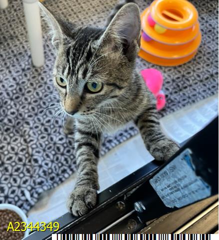 ANNIE, a cat for adoption from Palm Beach County Animal Care and Control