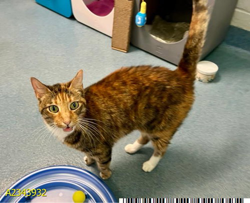 AUTUMN, a cat for adoption from Palm Beach County Animal Care and Control