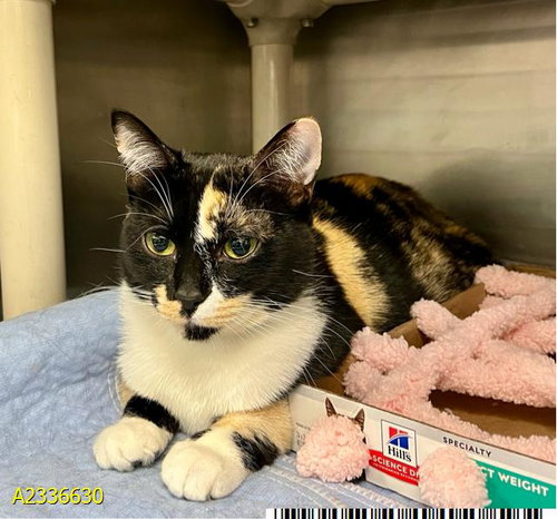 DOMINO, a cat for adoption from Palm Beach County Animal Care and Control