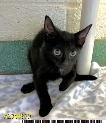 AELIN, a cat for adoption from Palm Beach County Animal Care and Control