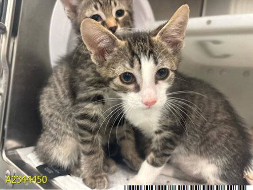 RYDER, a cat for adoption from Palm Beach County Animal Care and Control