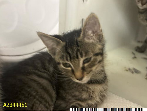 DRIVER, a cat for adoption from Palm Beach County Animal Care and Control