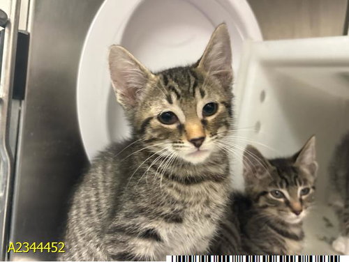 FLYER, a cat for adoption from Palm Beach County Animal Care and Control