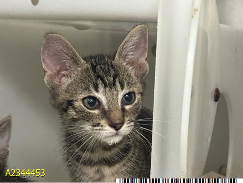 DELLA, a cat for adoption from Palm Beach County Animal Care and Control