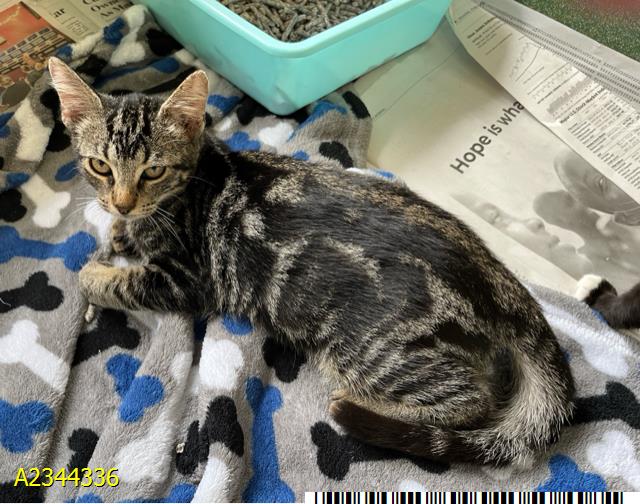 Jessie, Domestic Short Hair
