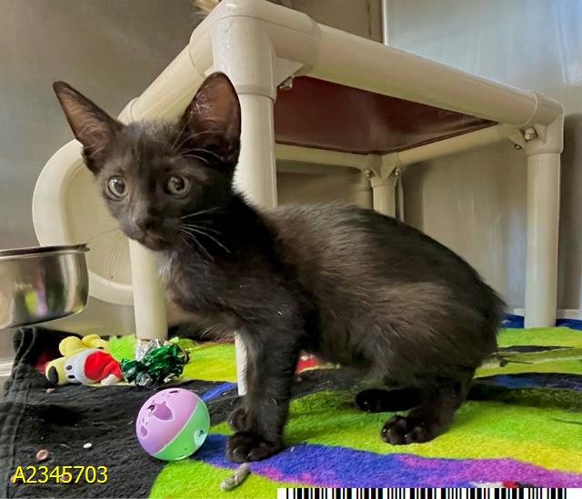 Zucchini, Domestic Short Hair