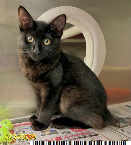 MR NUBBS, a cat for adoption from Palm Beach County Animal Care and Control