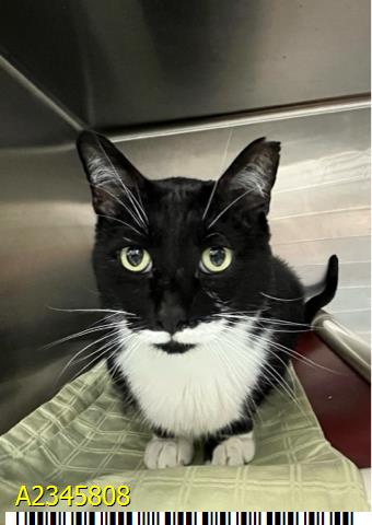Buster, Domestic Short Hair