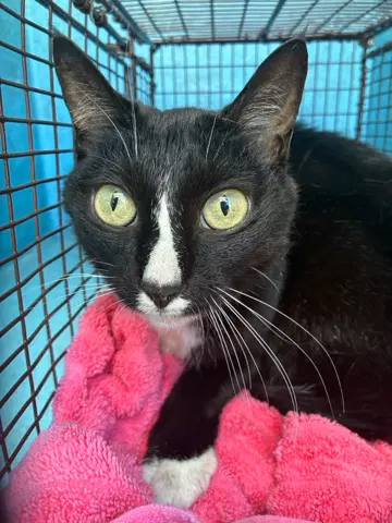Dimitrescu - Domestic Short Hair