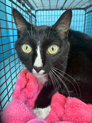 DIMITRESCU, a cat for adoption from Palm Beach County Animal Care and Control