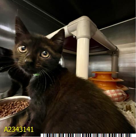 Morgan, Domestic Short Hair