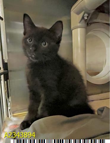 Melody, Domestic Short Hair
