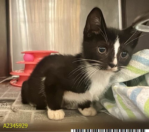 OREO, a cat for adoption from Palm Beach County Animal Care and Control