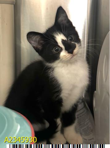 CUPCAKE, a cat for adoption from Palm Beach County Animal Care and Control