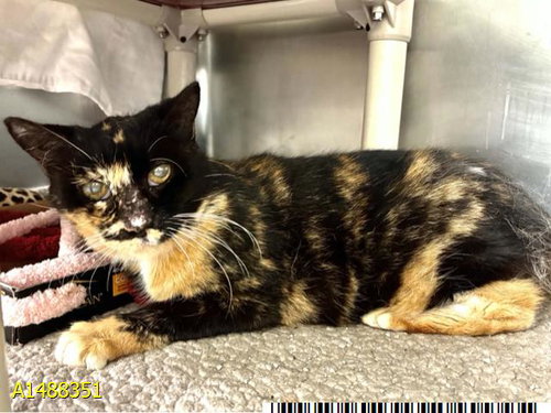 GINGER, a cat for adoption from Palm Beach County Animal Care and Control