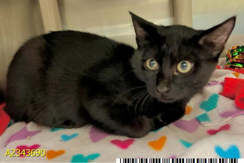 STAR, a cat for adoption from Palm Beach County Animal Care and Control