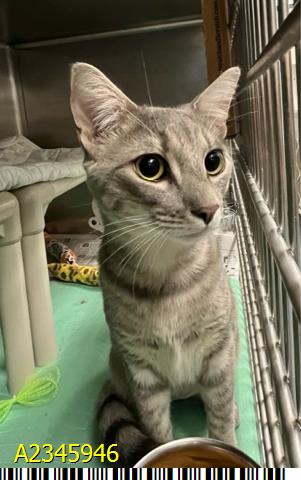 DON JULIO, a cat for adoption from Palm Beach County Animal Care and Control
