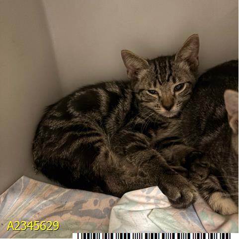BOO BERRY, a cat for adoption from Palm Beach County Animal Care and Control