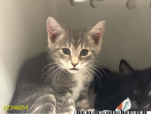 MOONBEAM, a cat for adoption from Palm Beach County Animal Care and Control