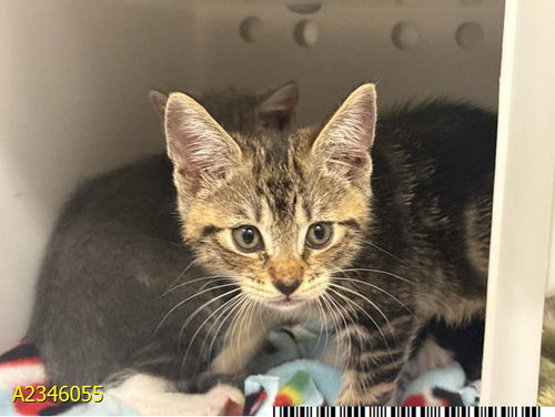 BROOMSTICK, a cat for adoption from Palm Beach County Animal Care and Control