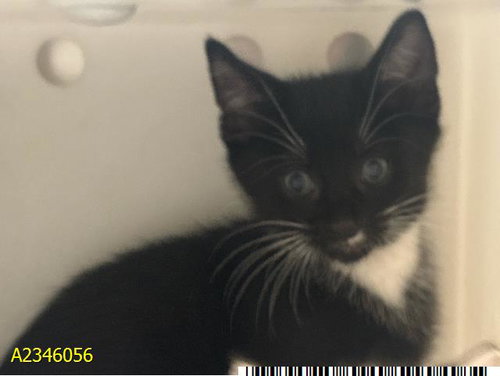 PHANTOM, a cat for adoption from Palm Beach County Animal Care and Control