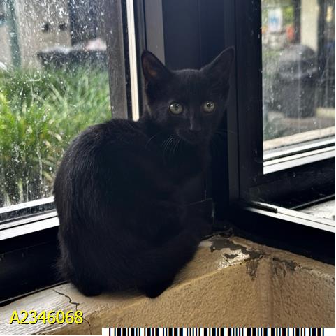 ORCHID, a cat for adoption from Palm Beach County Animal Care and Control