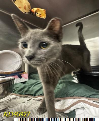 BERRY, a cat for adoption from Palm Beach County Animal Care and Control