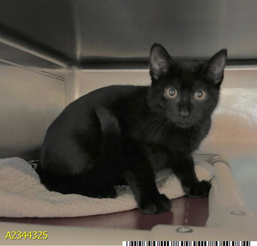 SCATTER, a cat for adoption from Palm Beach County Animal Care and Control
