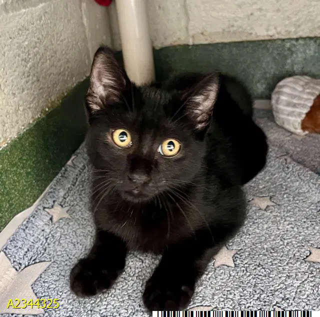 Scatter - Domestic Short Hair