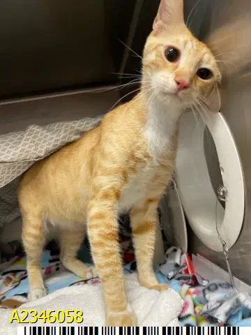 Jaspurr - Domestic Short Hair