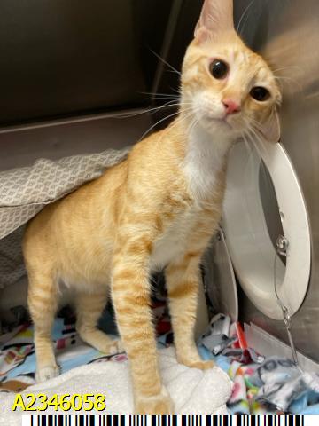 JASPURR, a cat for adoption from Palm Beach County Animal Care and Control