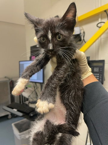 SUNNY, a cat for adoption from Palm Beach County Animal Care and Control