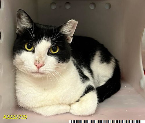 SOPHIE, a cat for adoption from Palm Beach County Animal Care and Control